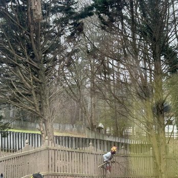 R & R Tree Service - Hard at work. - Tree Services Near Me - Buford, Georgia R & R Tree Service - Hard at work. - Tree Services Near Me - Buford, Georgia