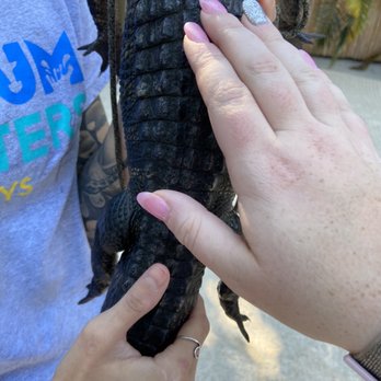 Florida Keys Aquarium Encounters - Petting the alligators. - Aquariums Near Me - Marathon, Florida
