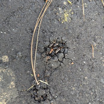 Tri Star Paving - Pine cones breaking up asphalt - Masonry/Concrete Near Me Tri Star Paving - Pine cones breaking up asphalt - Masonry/Concrete Near Me