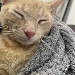 Privileged Critters Animal Hospital - Baby Tygra after the vet visit