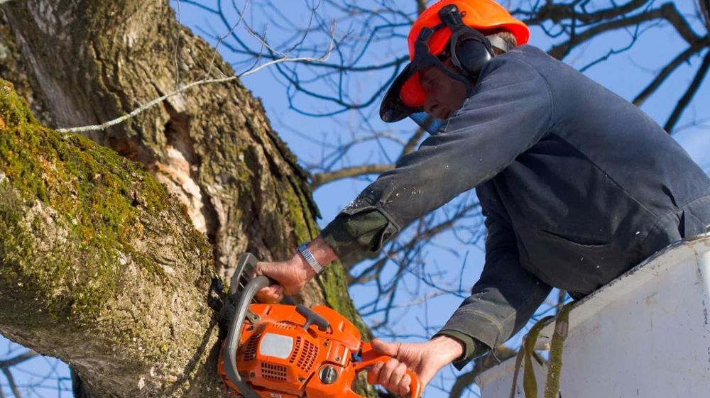 Sunrise Tree - tree service in Edgewater, MD