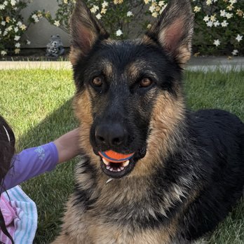 High Drive Canine - Pet Training Near Me High Drive Canine - Pet Training Near Me