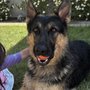 Photo of High Drive Canine