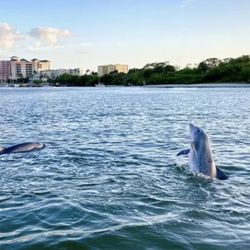 Island Coast Cruises Dolphin and Shelling Excursions - Dolphin Sightseeing