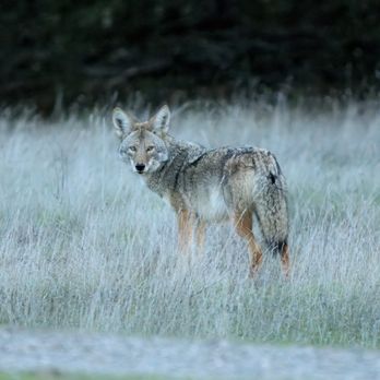 Save Mount Diablo - Coyote -Morgan Territory Regional Preserve - Community Service/Non-Profit Near Me - Walnut Creek, California Save Mount Diablo - Coyote -Morgan Territory Regional Preserve - Community Service/Non-Profit Near Me - Walnut Creek, California