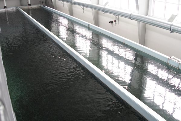 DIPAC Macaulay Salmon Hatchery by null