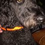Photo of Bark & Meow Pet Sitting