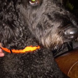 Bark & Meow Pet Sitting - Loves attention