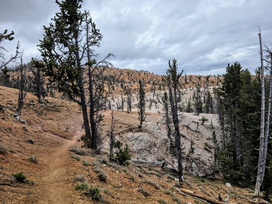 Dixie National Forest by null