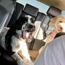 Dogtopia gift card