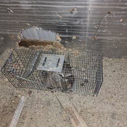 Pierson Nuisance Wildlife Removal - Momma ringtail
