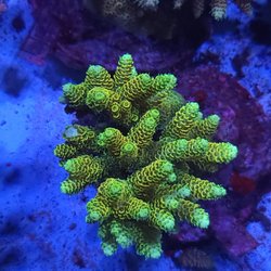 Galactic Coral