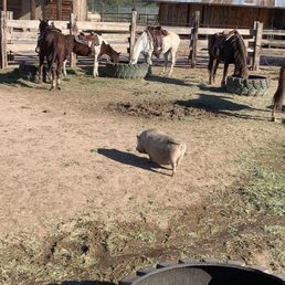 Snack time for the horses and pig