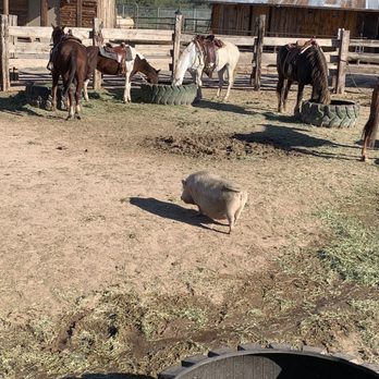 Wild Western Horseback Adventures - Snack time for the horses and pig - Horseback Riding Near Me - Camp Verde, Arizona