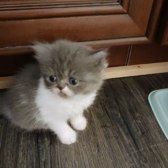 Paula's Persians - Girl - Animal Shelters Near Me Paula's Persians - Girl - Animal Shelters Near Me