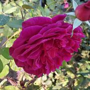 Photo of Getty Center - Los Angeles, CA, United States