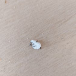 Burger King - Ants