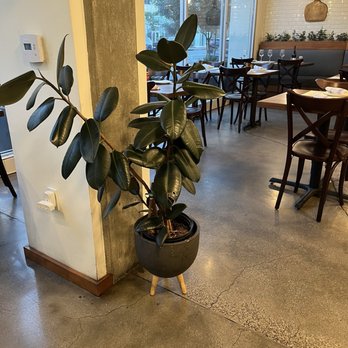 La Bella Pinseria Romana - Interior.. Nice plant by the entrance. - Italian Near Me - Glendale, California La Bella Pinseria Romana - Interior.. Nice plant by the entrance. - Italian Near Me - Glendale, California