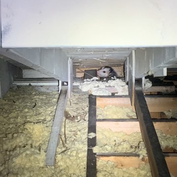 Brothers Environmental Services - Caught red-handed! - Pest Control Near Me Brothers Environmental Services - Caught red-handed! - Pest Control Near Me