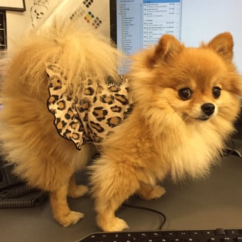 Mathews Bitsy Poms - Pet Breeders Near Me
