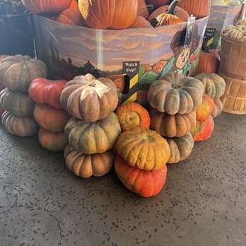Nugget Markets - Pumpkins $9.99 - Grocery Near Me - Roseville, California Nugget Markets - Pumpkins $9.99 - Grocery Near Me - Roseville, California