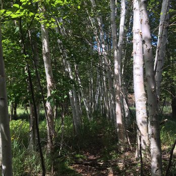 Killbear Provincial Park - Twin point trail - Parks Near Me - Nobel, Ontario