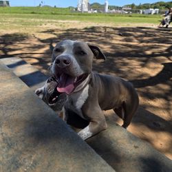 Windward Dog Park