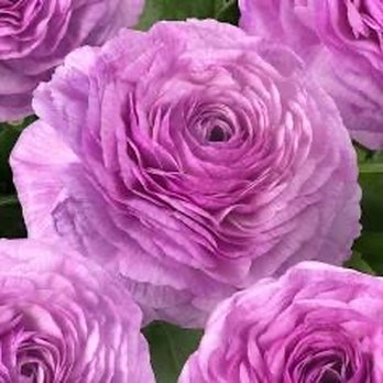Flora Pomona - Florists Near Me - Eugene, Oregon