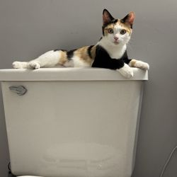 Vestavia Animal Clinic - Ruby!!
