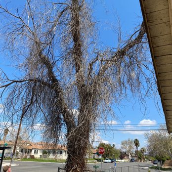 Henriquez Tree Service - Big ugly dead tree , got it done before the wind - Tree Services Near Me - Bakersfield, California Henriquez Tree Service - Big ugly dead tree , got it done before the wind - Tree Services Near Me - Bakersfield, California