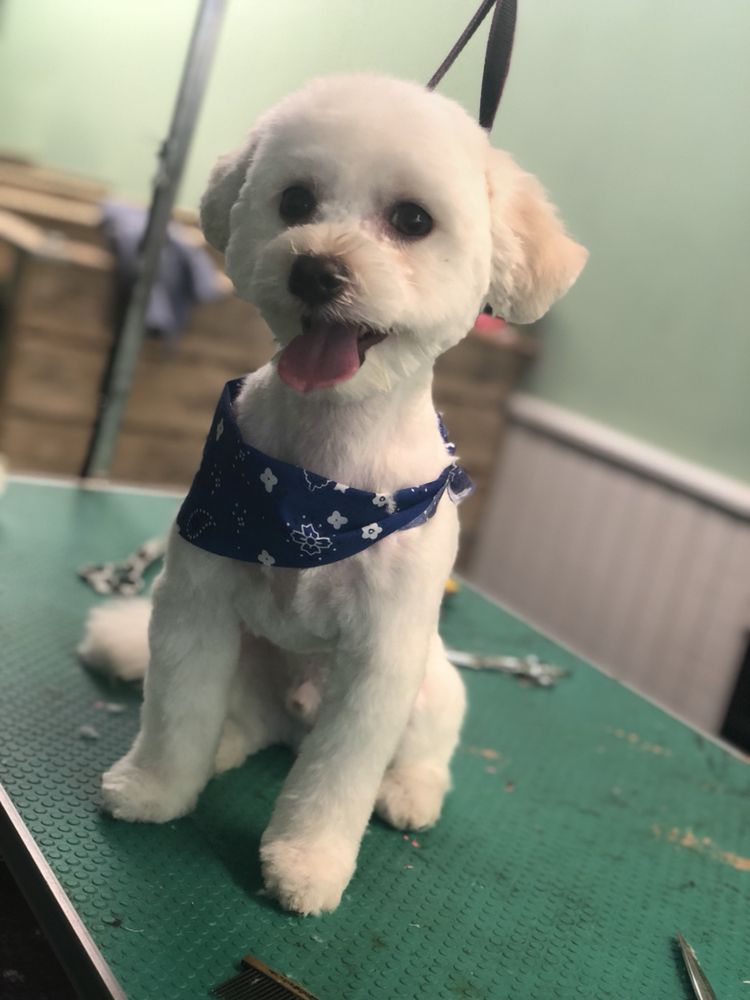 PET GROOMING BY NATALIA Updated October 2024 11 Photos 263 W