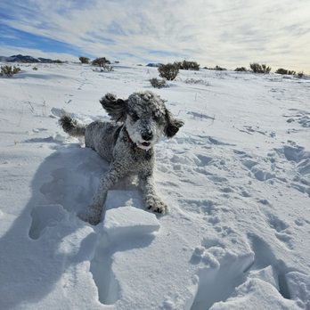 Merry Pets - Koda fun - Dog Walkers Near Me - Salt Lake City, Utah