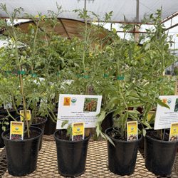 Gallon size tomato plants