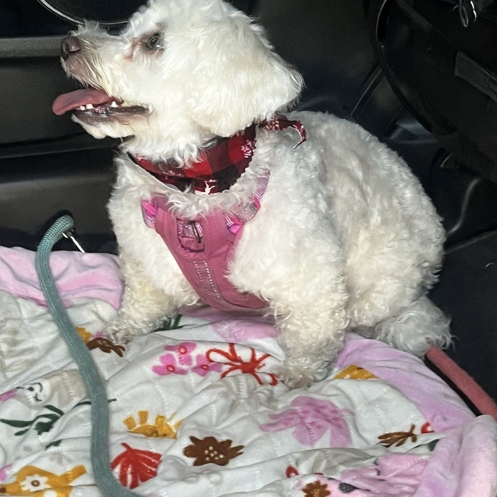 Happy Dog Grooming - Cece being picked up from Happy Dog Grooming on 12/21/24 - Pet Groomers Near Me - Ontario, California Happy Dog Grooming - Cece being picked up from Happy Dog Grooming on 12/21/24 - Pet Groomers Near Me - Ontario, California