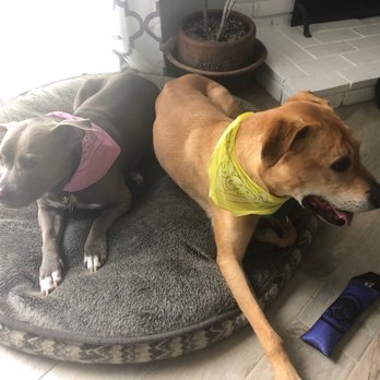 Dippity Dog - Pet Groomers Near Me - Oceanside, California