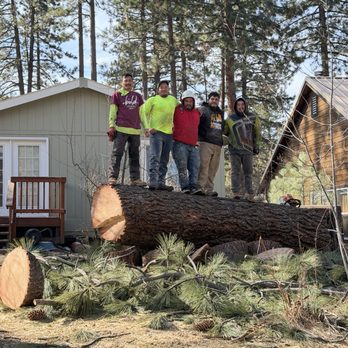 Medrano Trees Service - Tree Services Near Me - Sun valley, Nevada Medrano Trees Service - Tree Services Near Me - Sun valley, Nevada