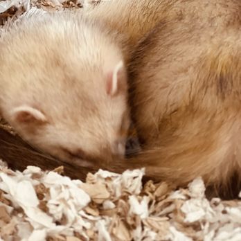 Petco - Ferret! - Pet Stores Near Me - Beachwood, Ohio