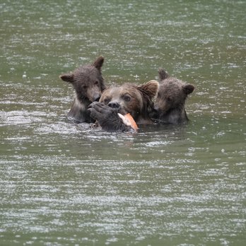 Rust's Flying Service - Mama bear and cubs grabbing fish in Redoubt Bay - Travel Services Near Me - Anchorage, Alaska