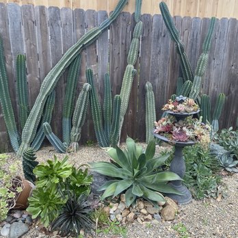 Star Succulent Nursery - Display garden - Nurseries & Gardening Near Me - Lodi, California