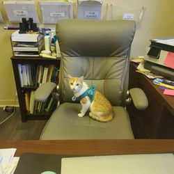 Georgeann Mitchell, LCSW Psy D SAP - Loki sitting on Georgeann's chair!