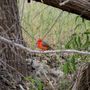 Hassayampa River Preserve