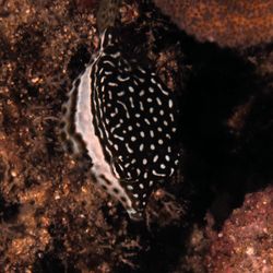 Shark's Cove - Whitely's box fish