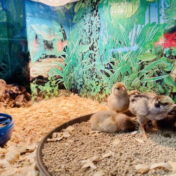 Belmont Feed & Seed - Baby chicks - Pet Stores Near Me - Chicago, Illinois