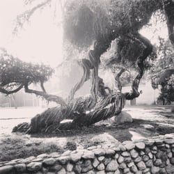 Mallows Park