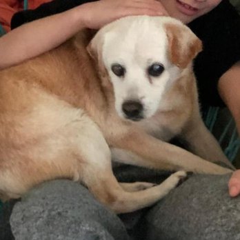 Auralsplint - Cooper - Veterinarians Near Me