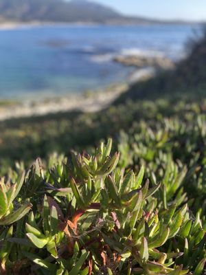 Carmel Beach by null