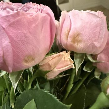 UrbanStems - Florists Near Me UrbanStems - Florists Near Me
