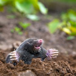 Metro Wildlife and Pest Control