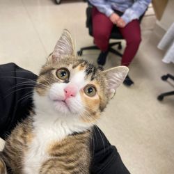 Fresh Pond Animal Hospital - Kitty was a hit with all the nurses