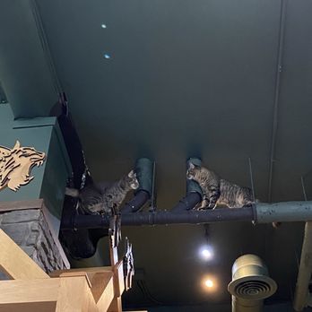 Seattle Meowtropolitan - Themed Cafes Near Me - Seattle, Washington Seattle Meowtropolitan - Themed Cafes Near Me - Seattle, Washington